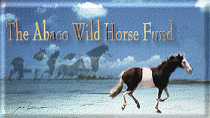 Wild Horses of Abaco 